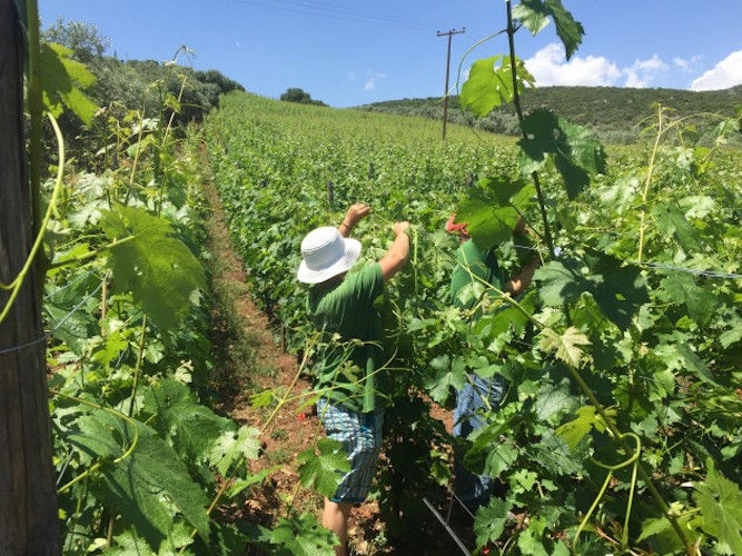 man working in the 'La Tour Melas' vineyards on the sunshine day